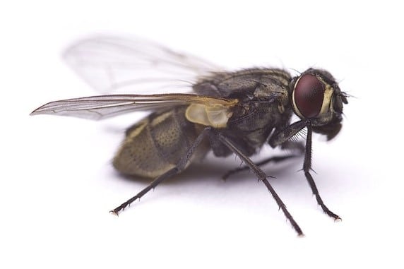 Pest Control for Flies in Jacksonville