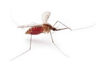 Outdoor Mosquito Treatment in Jacksonville