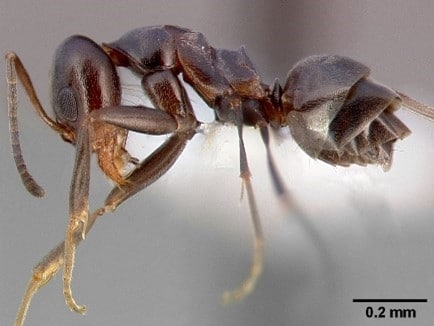 Pyramid Ant control in Jacksonville