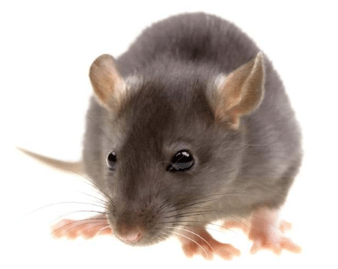 Expert Pest Inspections, Management and Control in St. Petersburg FL