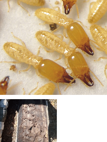 Jacksonville Fl Easter Subterranean Termites