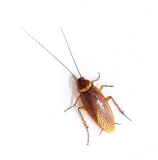 Jacksonville Cockroach Extermination