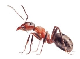 Ant Pest Control Services in Jacksonville