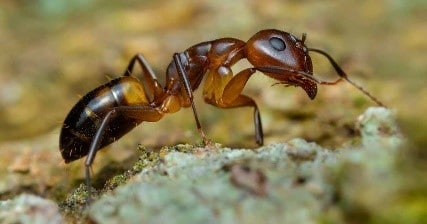 Argentine Ant control in Jacksonville