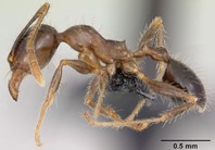 Bigheaded Ants in Jacksonville
