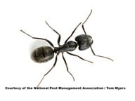 Carpenter Ant eradication in Jacksonville