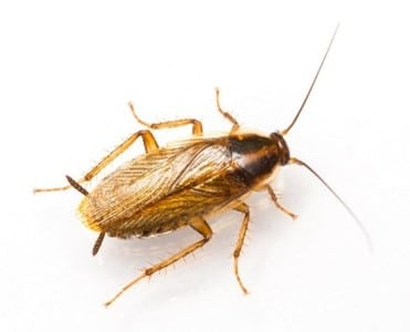 Cockroach Exterminators in Jacksonville