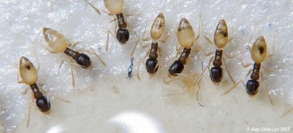 Ghost Ant extermination in Jacksonville