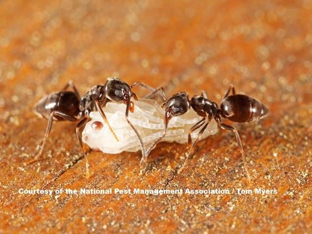 Odorous House Ant, or Sugar Ant eradication in Jacksonville