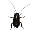 Cockroach Extermination in Jacksonville