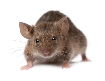 House mice eradication in Jacksonville