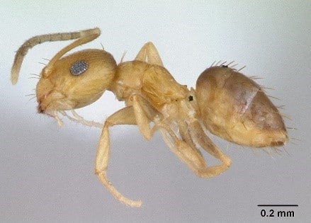 Rover Ant eradication in Jacksonville