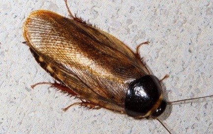 Cockroach Control in Jacksonville