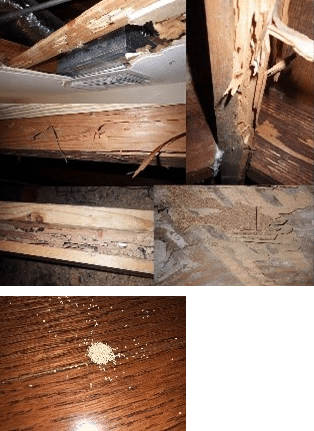 Jacksonville Fl Drywood Termites