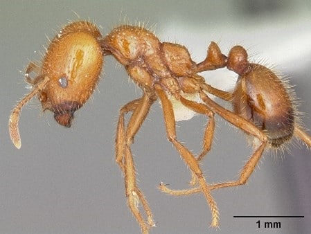 Thief Ants in Jacksonville