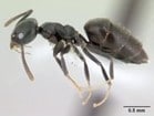 Whitefooted Ant control around Jacksonville