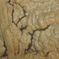 Termite Damage to Wall Framing Jacksonville, FL