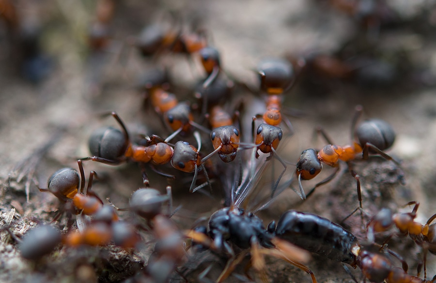 Eradicating Ants