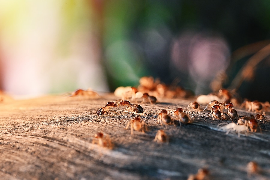 Termite Swarm Season