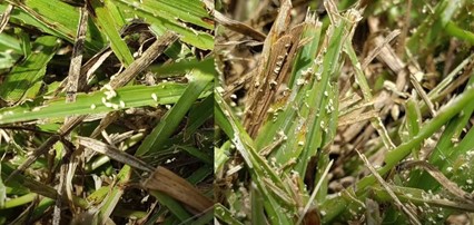 Signs of Tropical Sod Webworms in Florida