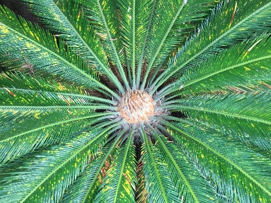Treatment for Cycad Aulacaspis Scale