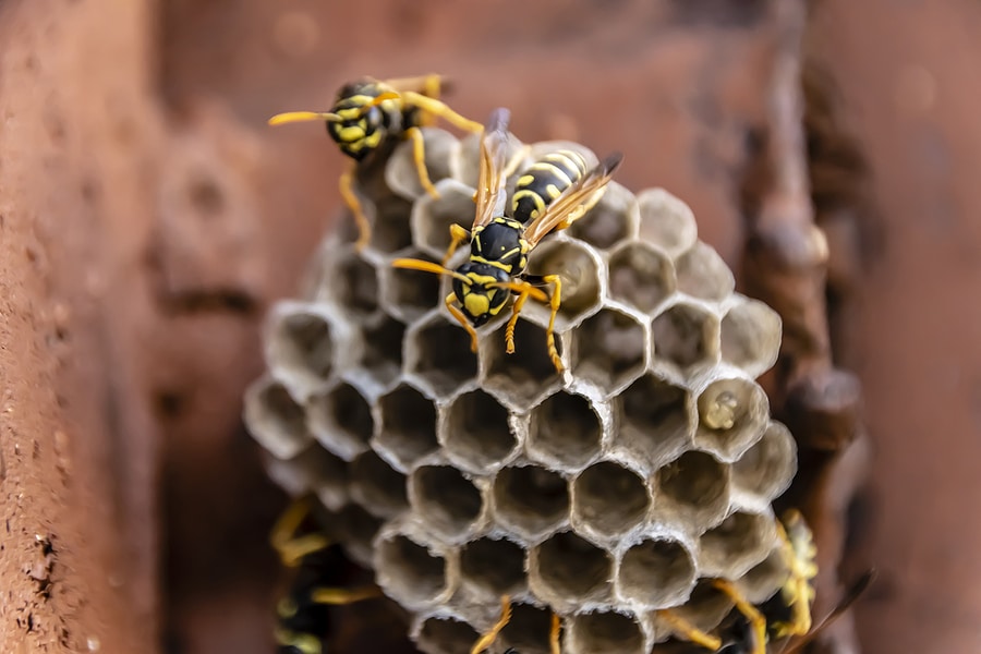 Don’t Let Bees and Wasps Take Over Your Home and Yard!