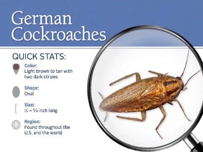 Spotlight on the German Cockroach