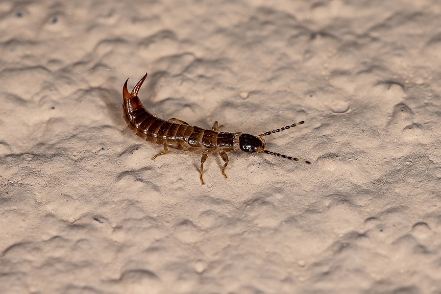 The Ringlegged Earwig – a Beneficial Pest