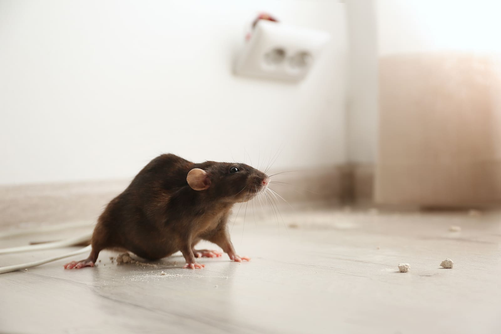 360PestControl Rodent and Pest Control in Jacksonville, FL
