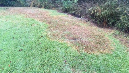 Lawn Disease Control near Jacksonville, FL