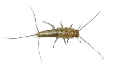 Silverfish Pest Control Services in Jacksonville, FL