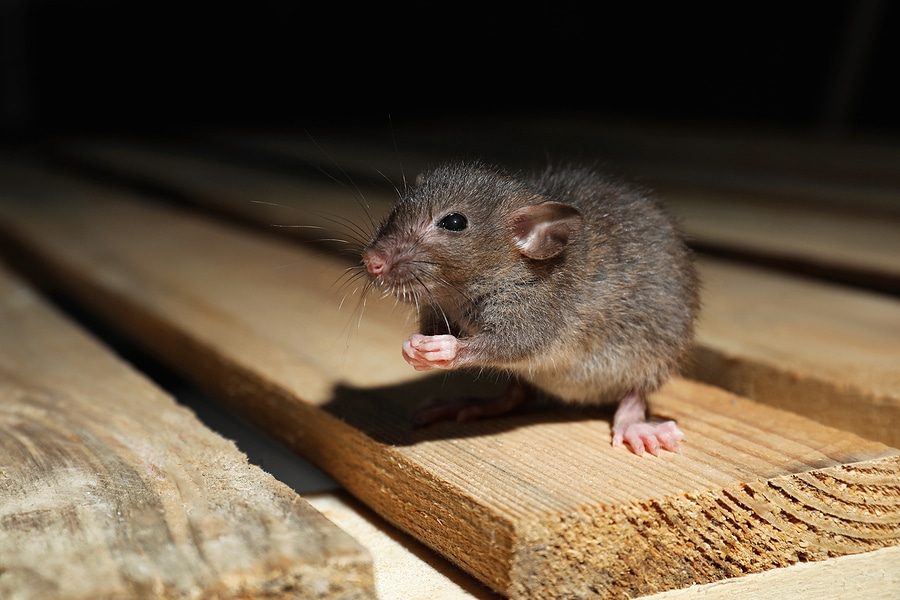 Rodents – A Real Problem
